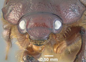Media type: image;   Entomology 602051 Aspect: head frontal view